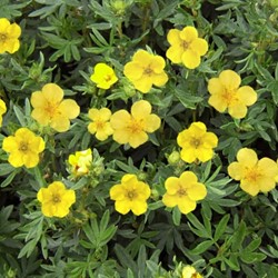 Potentilla fruticosa Kobold - Shrubby Cinquefoil