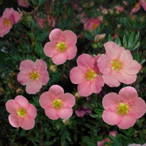 Potentilla Fruticosa Pink Queen