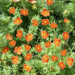 Potentilla Fruticosa Red Ace - Shrubby Cinquefoil
