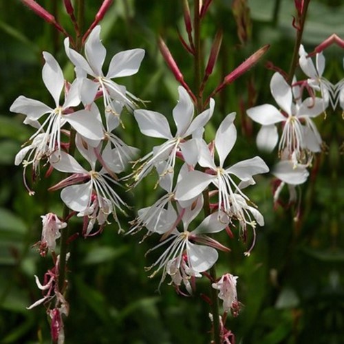 Lindheimer's Beeblossom Whirling Butterflies - Gaura lindheimeri