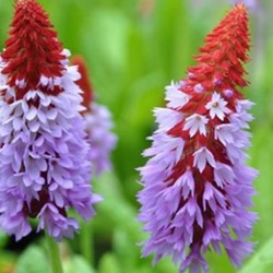 Primula Vialii - Orchid Primrose (Six-pack)