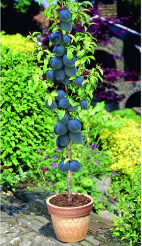 Plum Black Amber - Prunus domestica