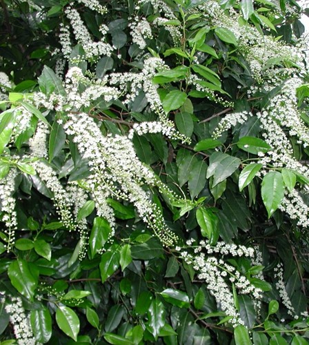 Prunus Lusitanica 'Angustifolia'