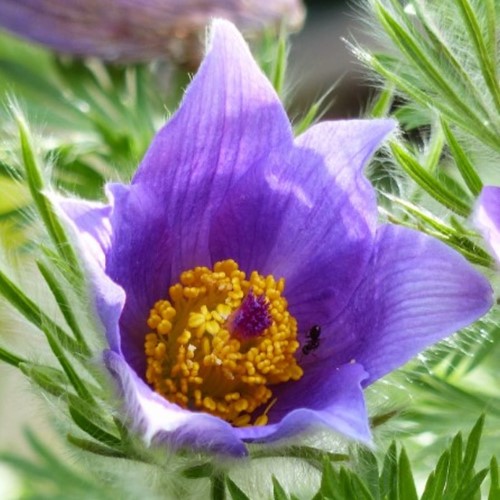 Pasque flower - Pulsatilla Vulgaris