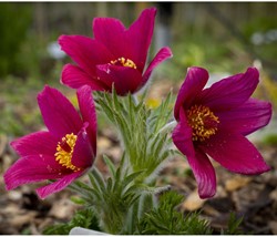 Pulsatilla vulgaris Rubra – Pasque flower