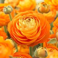 Ranunculus Orange - Double Orange Buttercup