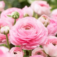 Ranunculus Pink - Double Pink Buttercup