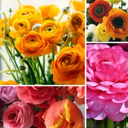 Ranunculus Mix