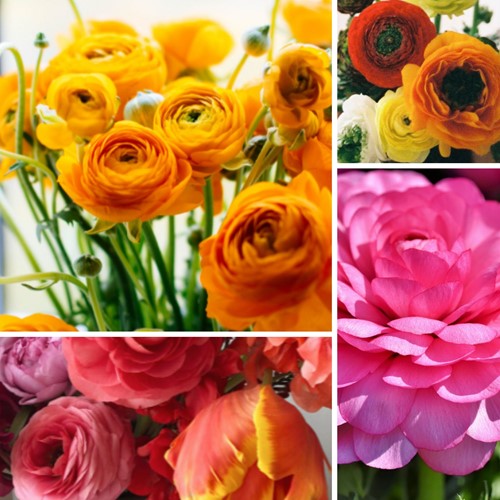 Ranonkels Mix - Ranunculus