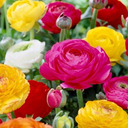 Ranunculus Mix (Large Pack)