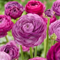 Ranonkel Paars - Ranunculus dubbel