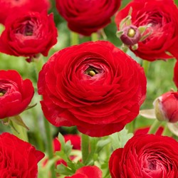 Ranunculus Red - Double Red Buttercup