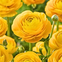 Ranunculus Yellow - Double Golden Buttercup