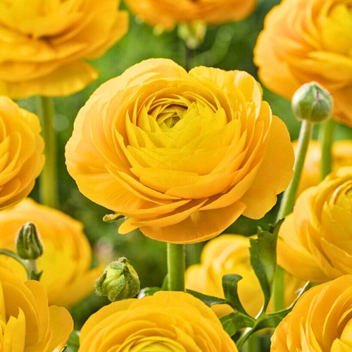 Ranunculus Yellow - Double Golden Buttercup