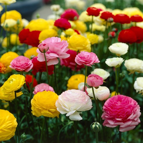 Ranunculus Mix (Large Pack)