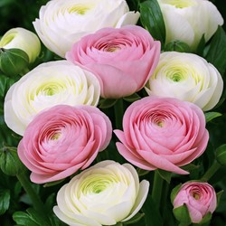Ranunculus White & Pink Mix