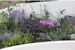 Ready-Made Border Butterfly & Bee Modeste Herwig (30 plants)