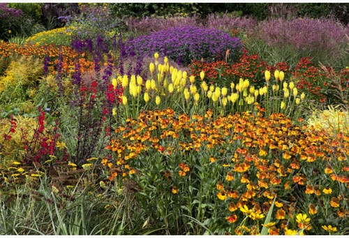 Tuinborder Oranje, Geel, Rood & Paars - Modeste Herwig (60 planten)