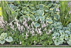 Tuinborder Schaduwplanten - Modeste Herwig (30 planten)