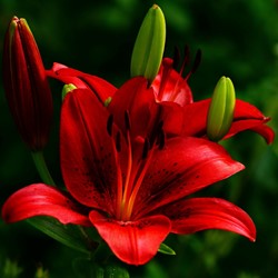 Asiatic Lily Red - Lilium Asiaticum