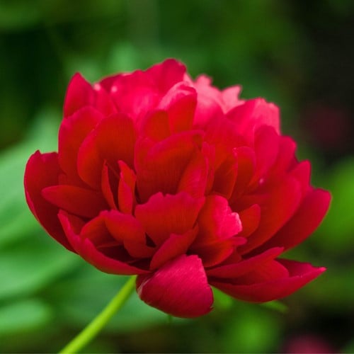Peony Red Magic - Paeonia