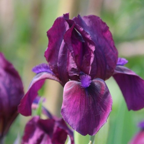 Iris Germanica Red Orchid Blauwe lis (Sixpack)