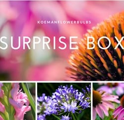 Summer Flowerbulb Surprise pack 1