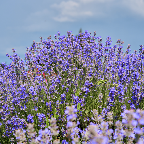 Russian sage Blue Shadow - Perovskia atriplicifolia