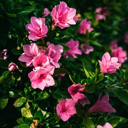 Rhododendron Azalea japonica Anouk – Japanese Azalea