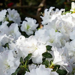 Rhododendron Azalea japonica Maischnee – White Japanese Azalea