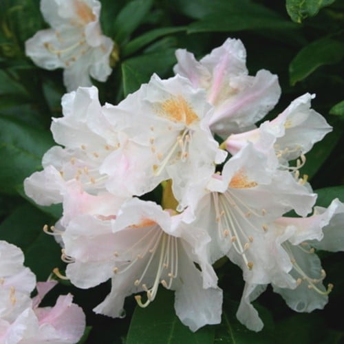 Rhododendron Cunningham's White