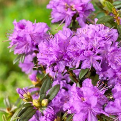 Rhododendron impeditum – Blue Dwarf Rhododendron