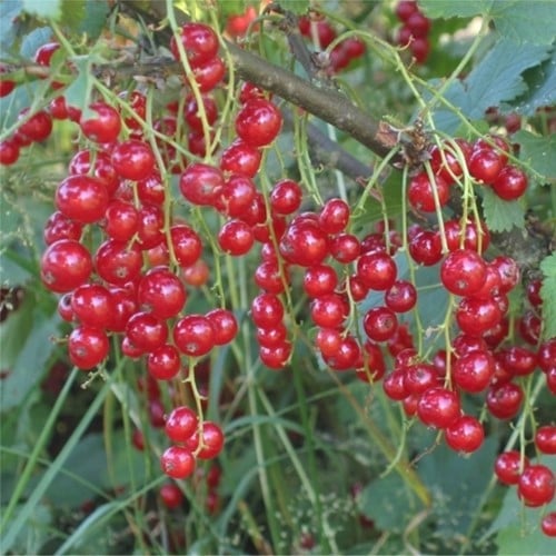 Ribes Rubrum Jonkheer van Tets - Redcurrant