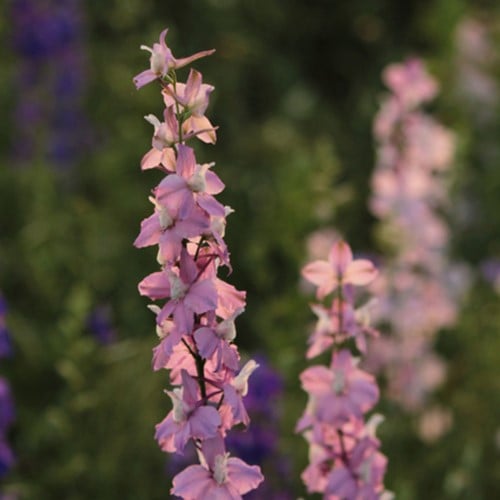 Larkspur Astolat - Delphinium