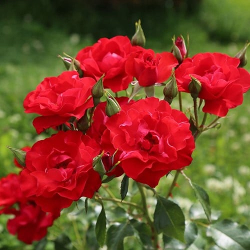 Rose Amsterdam - Rosa floribunda