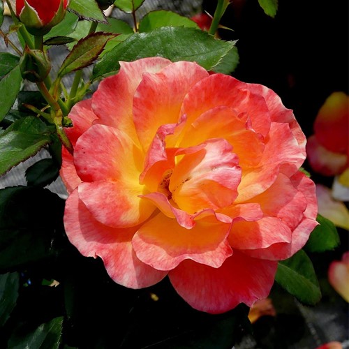 Rose André Willemse – Large-Flowered Rosa