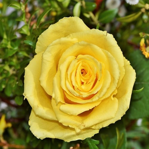 Rose Friesia - Rosa floribunda