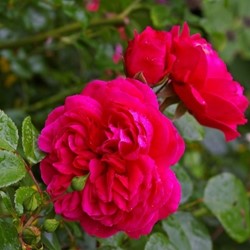 Rose Red Leonardo da Vinci - Rosa