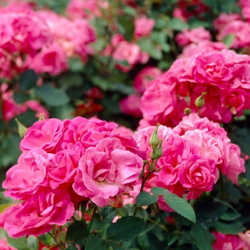 Rose Melrose - Rosa floribunda