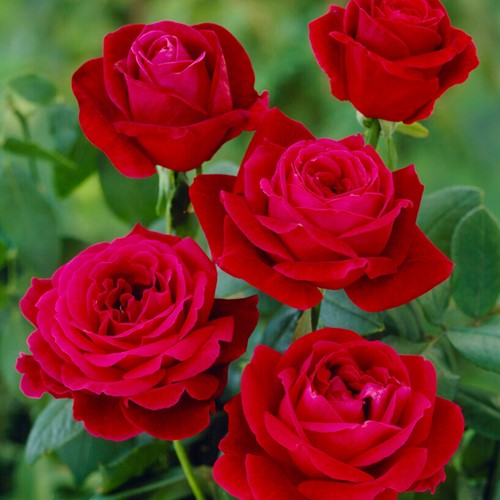 Rose Mr. Lincoln - Strongly Fragrant 