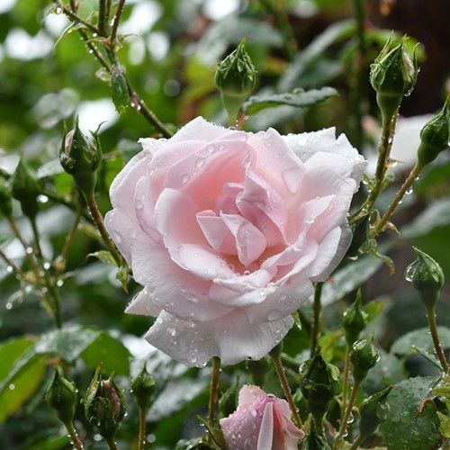 Climbing Rose New Dawn - Rosa
