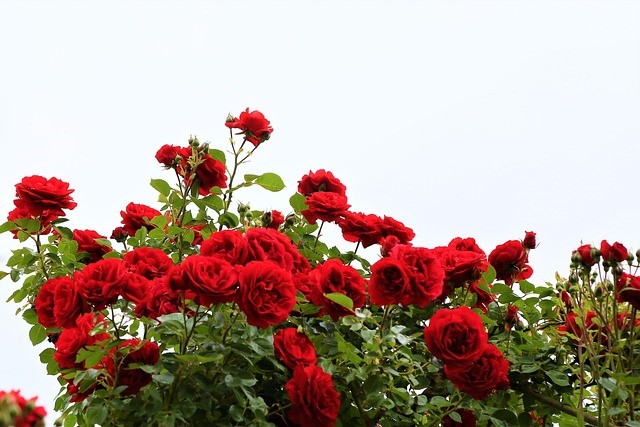 Prune roses