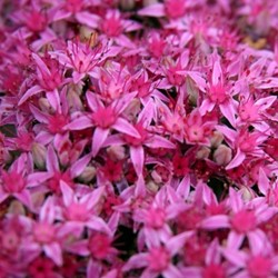 Roze muurpeper Carl - Sedum spectabile