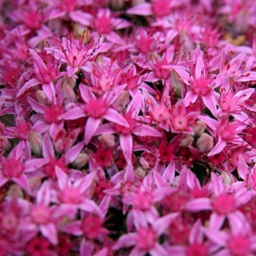Pink Stonecrop Carl - Sedum Spectabile