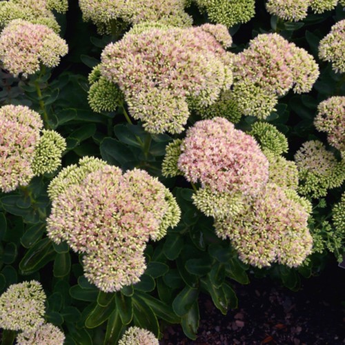 Pink Stonecrop Herbstfreude - Sedum Spectabile