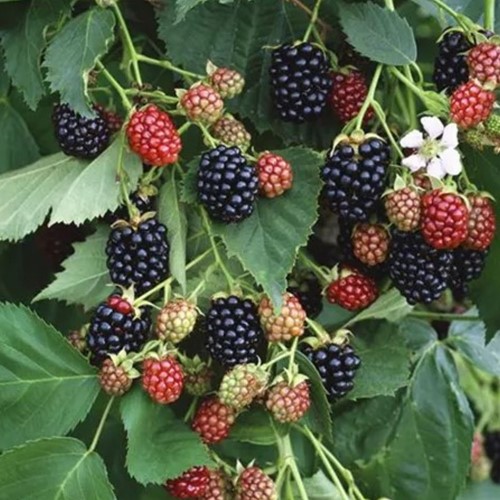 Rubus Black Satin - Blackberry