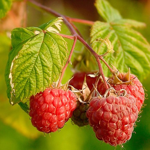 Rubus Idaeus Malling Promise - Raspberry