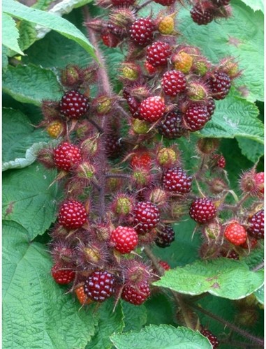 Rubus Phoenicolasius - Japanese Wineberry