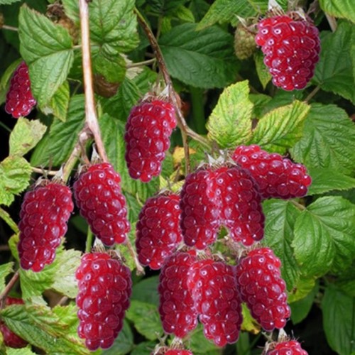 Rubus Tayberry