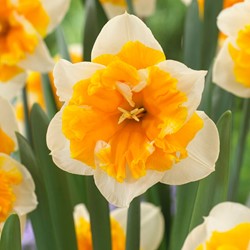 Daffodil Orangery - Narcissus